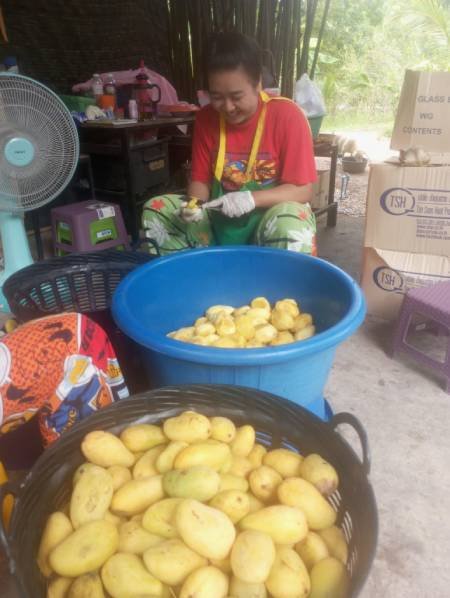 นิวเคลียส อิโคโนมิก