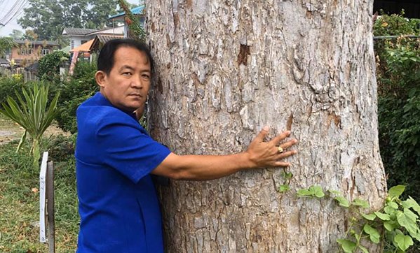 ศรีสุวรรณค้านแขวงทางหลวงยโสธรตัดต้นยางนา 100 ปีเพื่อขยายถนนแจ้งสนิท