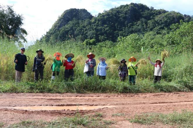 กลุ่มอนุรักษ์ป่าชุมชนฯ ลงแขกเกี่ยวข้าวไร่นารวมเสริมเสบียงค้านเหมืองหิน