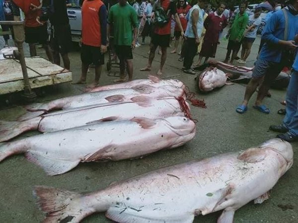 ศรีสุวรรณร้อง ป.ป.ช. สอบ นายก อบต.-นายอำเภอบ้านตากปล่อยให้ผู้รับเหมาจับปลาบึกในฤดูปลาวางไข่