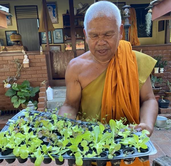 ม.ทักษิณหนุนวัดตะโหมด ส่งเสริมเกษตรกรปลูกเมล่อนอินทรีย์ สร้างรายได้เสริมยุคโควิด-19